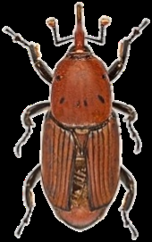 Palmera herida