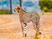 mamĂ­feros mĂĄs rĂĄpidos