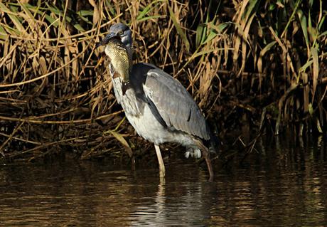 Por la boca muere el pez.