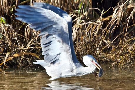 Por la boca muere el pez.