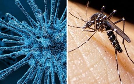 Argentina: Reportan caso de “coronadengue”, infección simultánea entre dengue y Covid