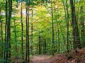 Bosques encanto poco conocidos