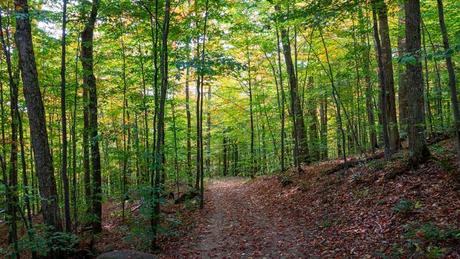 Bosques con encanto poco conocidos Bosques con encanto poco conocidos