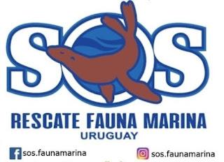 La importancia de cuidar los mares y la labor de SOS Rescate de Fauna Marina