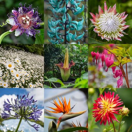 Eden project, una selva tropical construída en una antigua cantera inglesa como centro educativo y turístico 132429983_10157231173561853_2101864949499777548_n