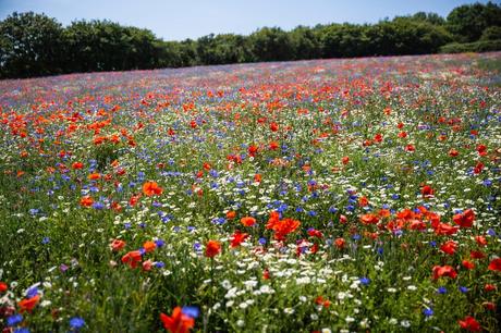 Eden project, una selva tropical construída en una antigua cantera inglesa como centro educativo y turístico 267119527_10157884101111853_5898678897818191481_n