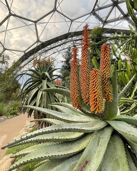 Eden project, una selva tropical construída en una antigua cantera inglesa como centro educativo y turístico 137059775_10157263041111853_6809353351966537625_n