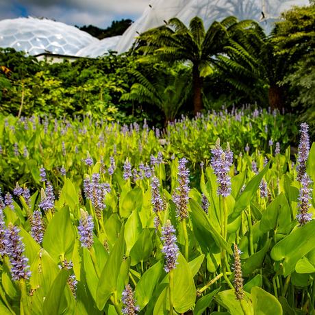 Eden project, una selva tropical construída en una antigua cantera inglesa como centro educativo y turístico 235843579_10157692516831853_3045195636802470511_n