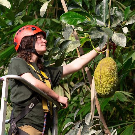 Eden project, una selva tropical construída en una antigua cantera inglesa como centro educativo y turístico 119048351_10157030676141853_8125377386762379625_n