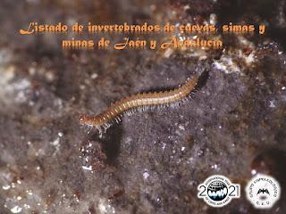 Actualizados nuestros listados de invertebrados