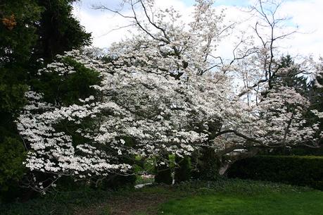 Memorias de una viuda - Joyce Carol Oates Memorias de una viuda - Joyce Carol Oates