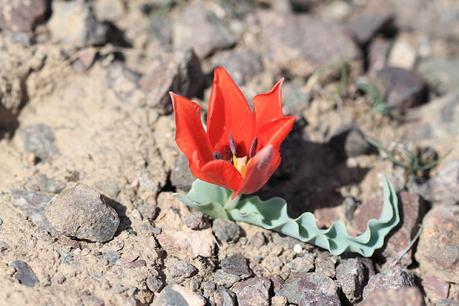 Memorias de una viuda - Joyce Carol Oates Memorias de una viuda - Joyce Carol Oates