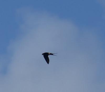 Golondrina dáurica en Verdicio