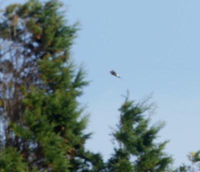 Golondrina dáurica en Verdicio