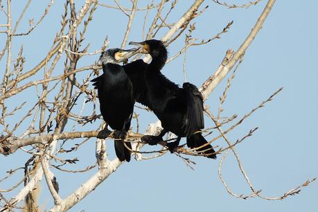 Cormoranes