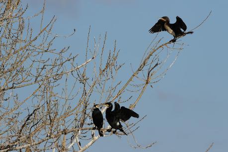 Cormoranes