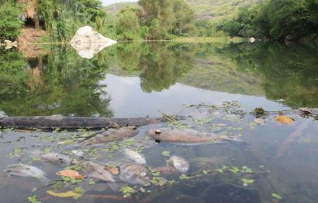 Ríos del mundo sufren alta contaminación farmacéutica