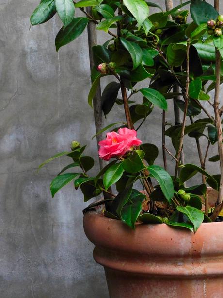 Ya tenemos flor. Ya tenemos flor.