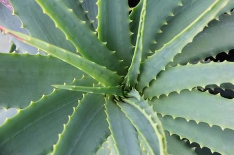 Arkopharma Reformula Arkofluido® Alcachofa Forte Bio Añadiendo Aloe Vera a la Fórmula aloe-vera