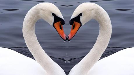 16 románticos animales que sólo tienen una pareja en su vida