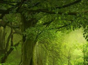 ¿cuál órgano encargado descubrir evidente?