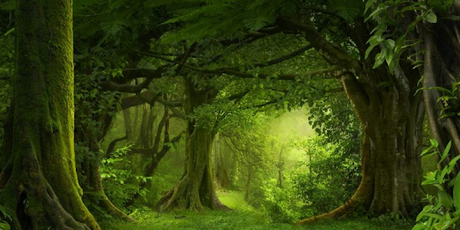 ¿CUÁL ES EL ÓRGANO ENCARGADO DE DESCUBRIR LO QUE NO ES EVIDENTE?