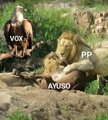 Guerra a muerte en el PP y ascenso de Vox.