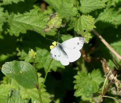 Primeras mariposas del año.