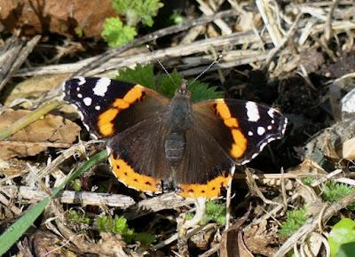 Primeras mariposas del año.