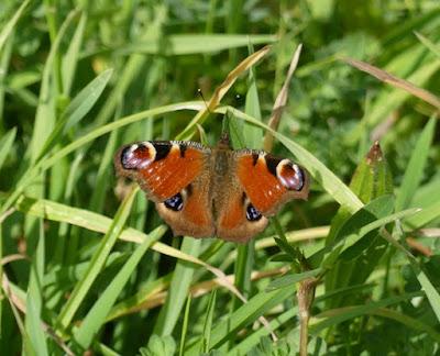 Primeras mariposas del año.