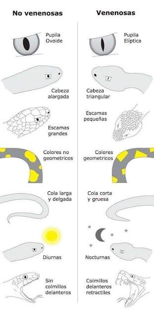 ¿CULEBRA O VÍBORA? ¿CULEBRA O VÍBORA?