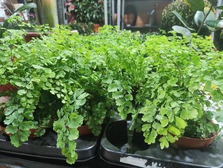 Del 24 al 28 de febrero, Outlet de plantas “AmaPlant”