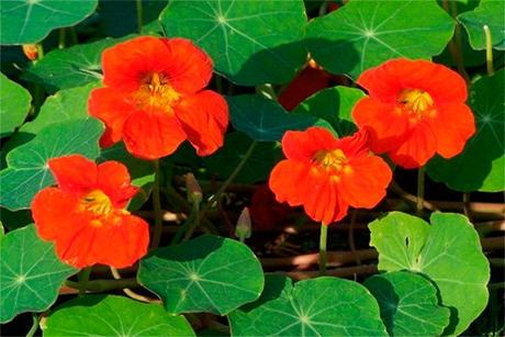 Capuchina: Usos, Beneficios y Contraindicaciones