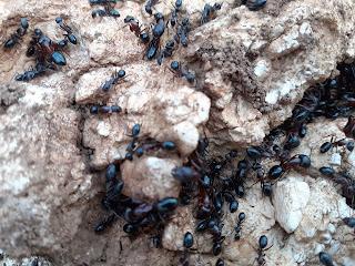 HISTORIAS DEL MUNDO DE LAS HORMIGAS (2020), DE EDWARD O. WILSON. LAS REINAS DEL MUNDO.