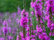 Salicaria Propiedades