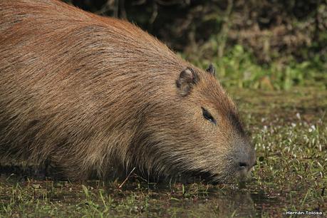 Parque Nacional El Palmar (agosto 2021)