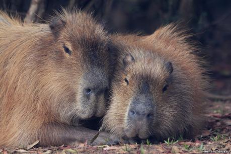 Parque Nacional El Palmar (agosto 2021)