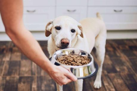 Pienso para perros, ¿qué es realmente eso?
