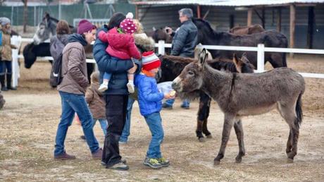 Los planazos más ‘animales’ para realizar en Madrid