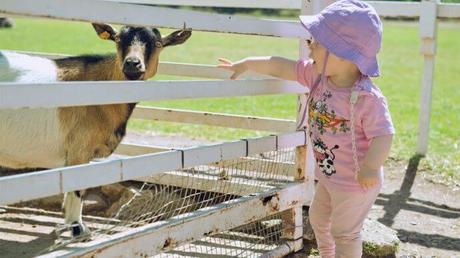 Los planazos más ‘animales’ para realizar en Madrid