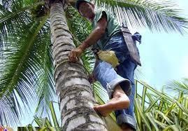 El loco de la mata de coco