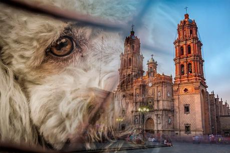 Aprueban mayores sanciones para el maltrato animal en SLP