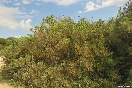 Mimosa dorada (Acacia longifolia)