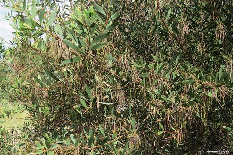 Mimosa dorada (Acacia longifolia)