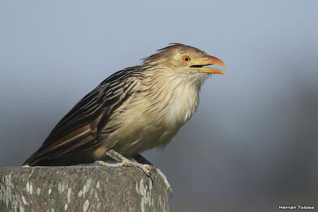 Recorriendo caminos de Udaondo a Ranchos