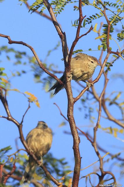 Recorriendo caminos de Udaondo a Ranchos