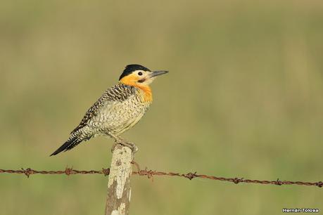 Recorriendo caminos de Udaondo a Ranchos