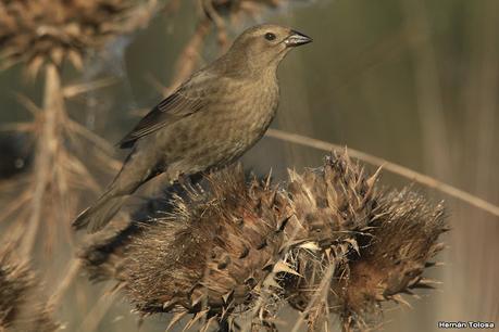 Recorriendo caminos de Udaondo a Ranchos