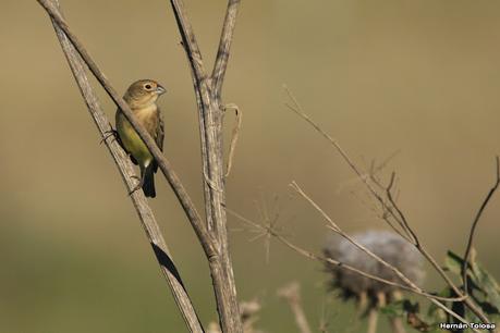 Recorriendo caminos de Udaondo a Ranchos