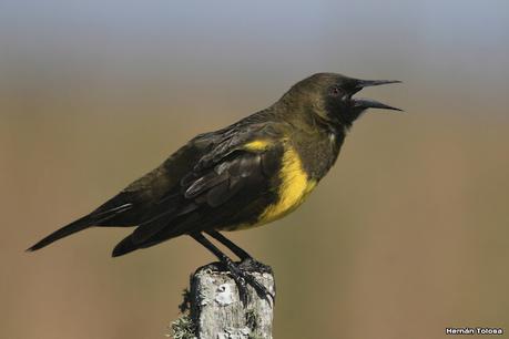 Recorriendo caminos de Udaondo a Ranchos